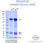 Preview: Myosin S1 SDS PAGE